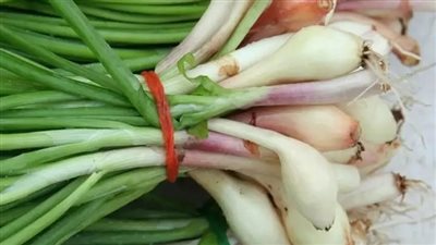 فوائد البصل الأخضر 